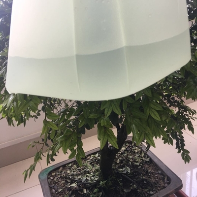 Encomenda personalizada aceita Saco biodegradável de lixo para eliminação sustentável de resíduos